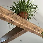 Amapola *